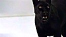 the panther