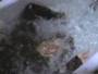 wildthings25.jpg